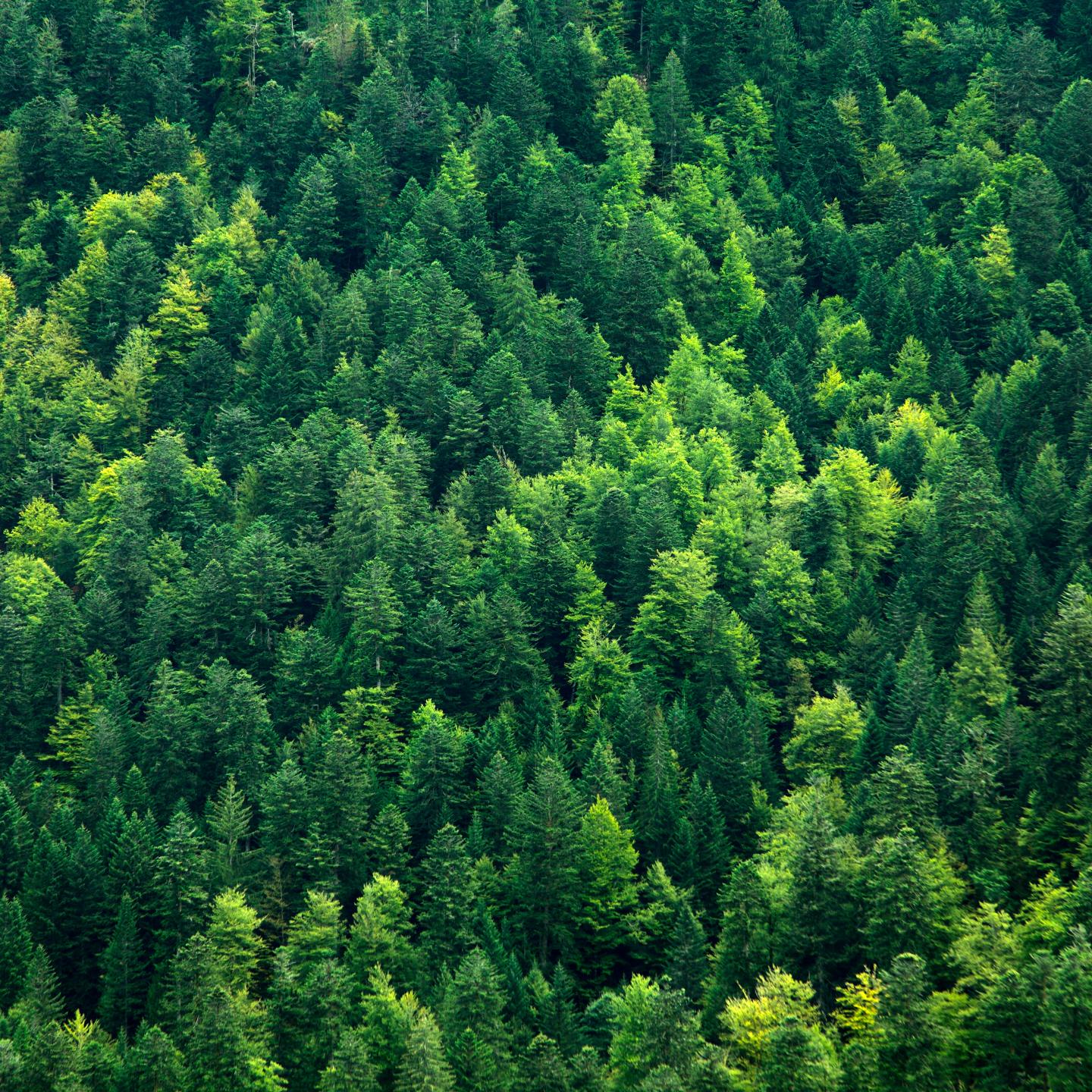 HASSLACHER Mischwald Luftbild © Adobe Stock HASSLACHER Mischwald Luftbild © Adobe Stock